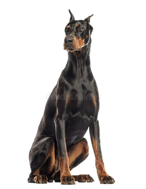 Doberman Pinscher Sitting Looking Away Isolated Stock Photo Image