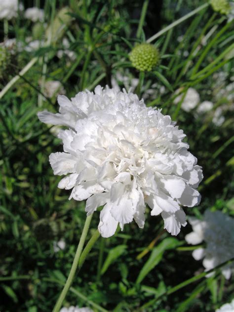Scabiosa Caucasica Alba White Pincushion Flower From Garden Center