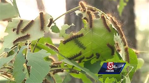 This section provides examples of the damage gypsy moths do to trees. Gypsy moth damage 9 times greater than in 2015, state reports