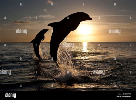 Pair Bottlenose Dolphins Leaping Dusk Hi Res Stock Photography And