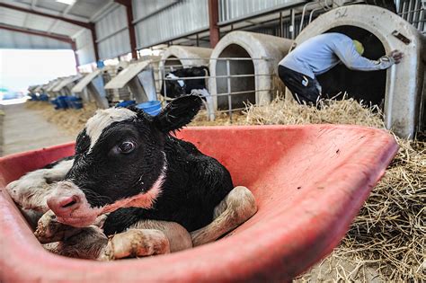 What Animal Does Veal Come From, Why Is Veal Cruel & Is It Bad to Eat
