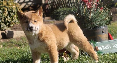 Shiba Inumeet Noah A Puppy For Adoption