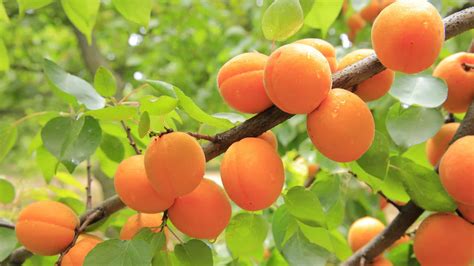 Apricot Tree Varieties Over Types Of Apricot Trees