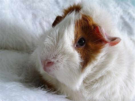 Where Can I Buy A Healthy Guinea Pig