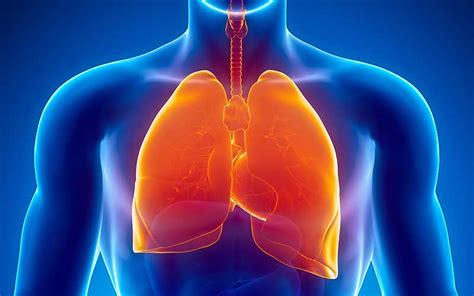 Sistema Respiratorio Humano Informaci N Y Caracter Sticas