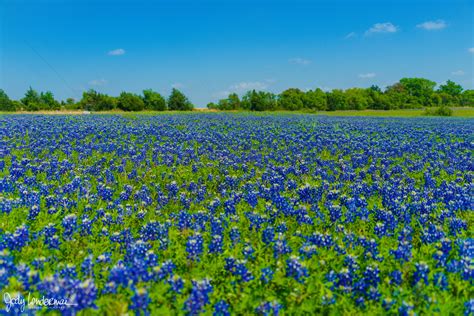 Texas Bluebonnets Are In Full Bloom 60004000 Oc Reddit Earth