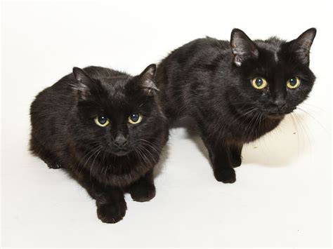 Brownie And Nala Id A410289 And A410288 Are A Sweet Bonded Pair Of