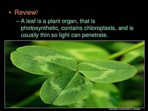 Leaves And Leaf Processes Photosynthesis Biology Lesson