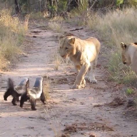 The Honey Badger Is Known As The Most Fearless Animal In The World