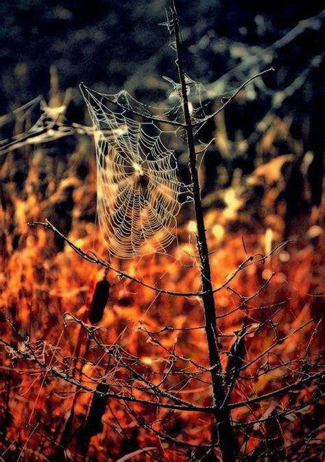 Spider Web In Autumn Via Tumblr We Heart It Seasons Of The Year