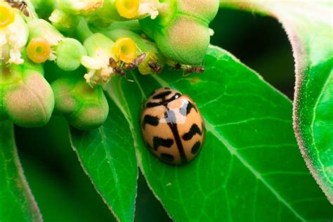 ultimate guide to the different types of ladybugs