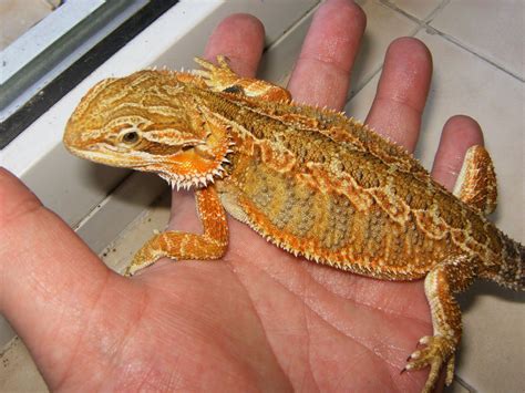 Creating your bearded dragon's habitat. Bargain priced Orange Citrus baby Bearded Dragons ...
