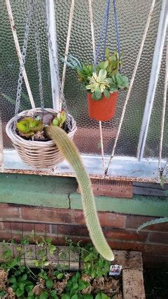 I actually collect images of historical recreations of weapons, armor, architecture, cities, clothing, etc from mesoamerican civilizations like the aztec and maya, if you'd like i could shoot you over some references and my. Monkey tail cactus how to propagate (grow more branches/stems)