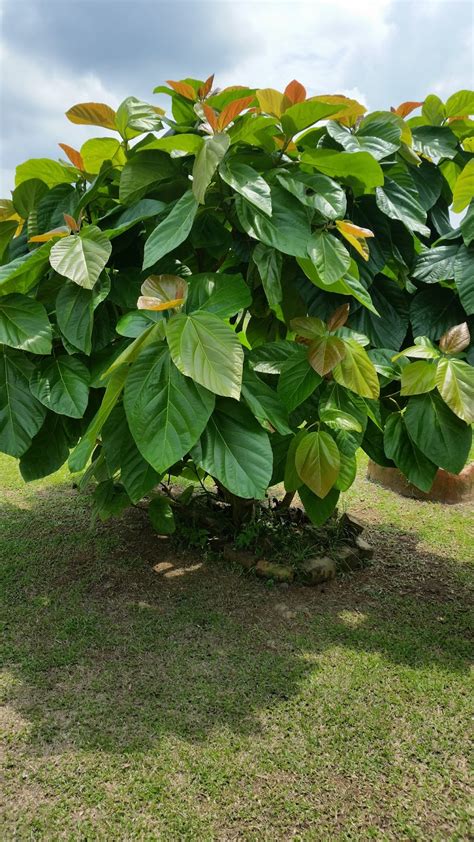 Mungkin bila dengar namanya, ramai yang yang tidak kenal. Warisan Petani: Pokok Ara Mekah.