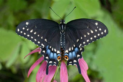 Black Swallowtail Butterfly Flying