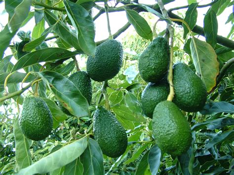 Avocados In Western Australia Overview Agriculture And Food