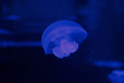 Blue Blubber Jelly Species Two Oceans Aquarium Official Tickets