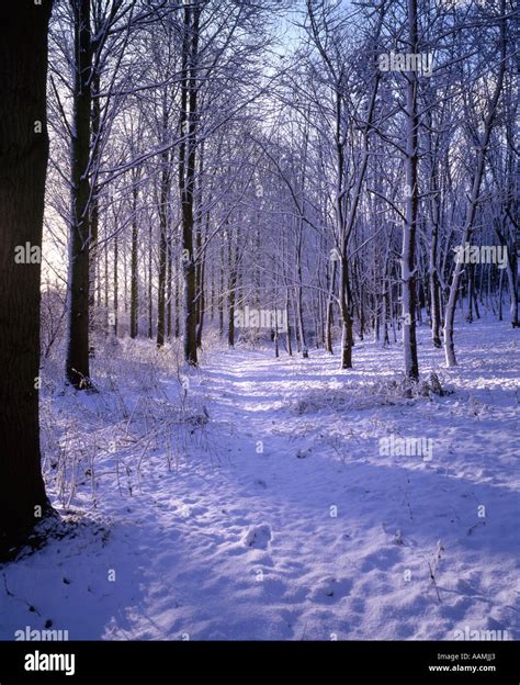 Winter Trees Snow Near Yarm North Yorkshire England Stock Photo Alamy