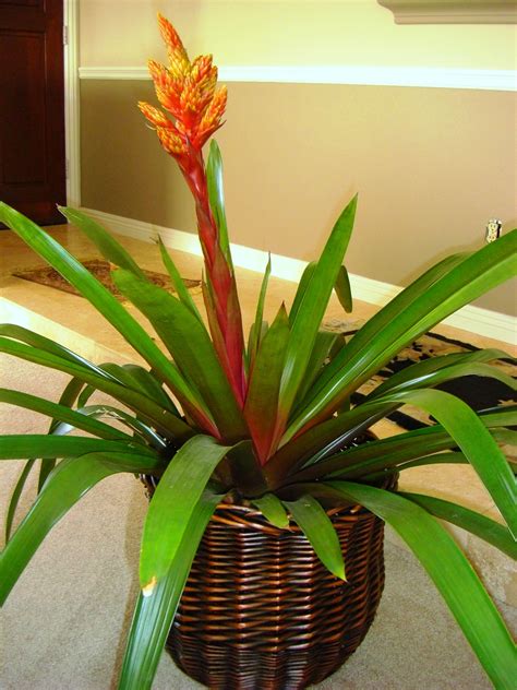 Tropical Indoor Plants Exotic And Tropical Flowering Plants Garden Web