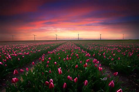 Wallpaper Landscape Sunset Flowers Field Flower Tulip Meadow