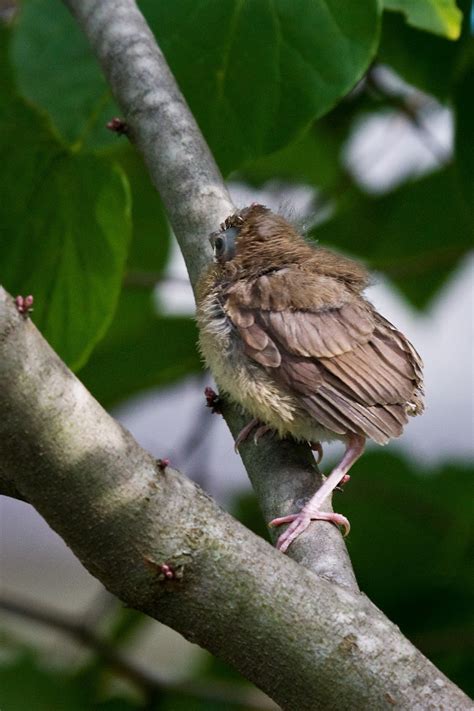 This is especially true for baby birds that are still growing in size and/or still growing feathers and so need to be fed mostly protein (even hummingbirds). Feather Tailed Stories: Northern Cardinal Baby