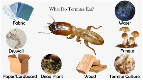What Do Termites Eat Feeding Nature
