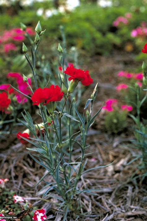 Maybe you would like to learn more about one of these? Growing Carnations | HGTV