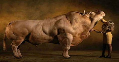 10 Weird Hybrid Animals You Wont Believe Are 100 Real