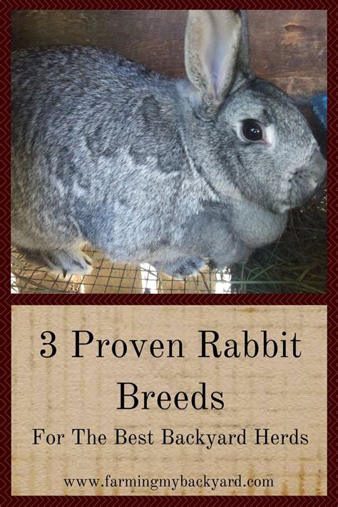 How To Breed Rabbits And Raise Healthy Kits Artofit