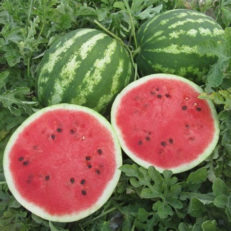 Hybrid Watermelon Diploid Unigenseedsitaly En