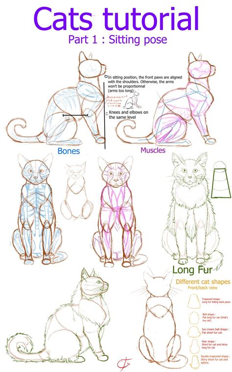 Cats Tutorial Part 1 Sitting Position By Ctougas01 On Deviantart