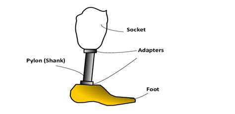 Below Knee Prosthetic Components Download Scientific Diagram