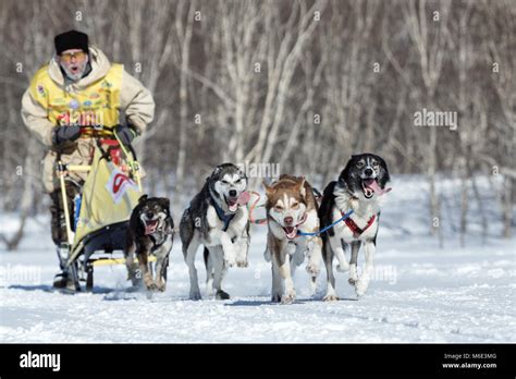 Running Alaskan Sled Dog Team Kamchatka Sled Dog Racing Beringia