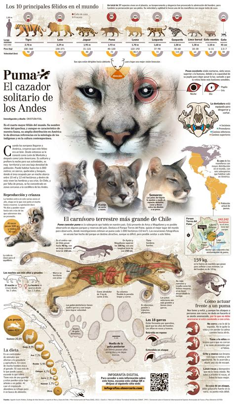 Maybe you would like to learn more about one of these? Puma chileno | Infografia de animales, Animales salvajes ...