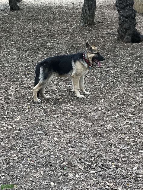Stud Dog - High quality big boned male german shepherd ...