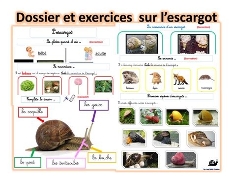 Les Escargots Dossier Exercices Observation Escargot Maternelle