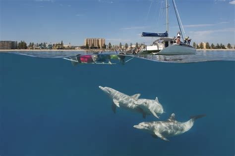 Top Places To Swim With Wild Dolphins Tourism Australia Tourism