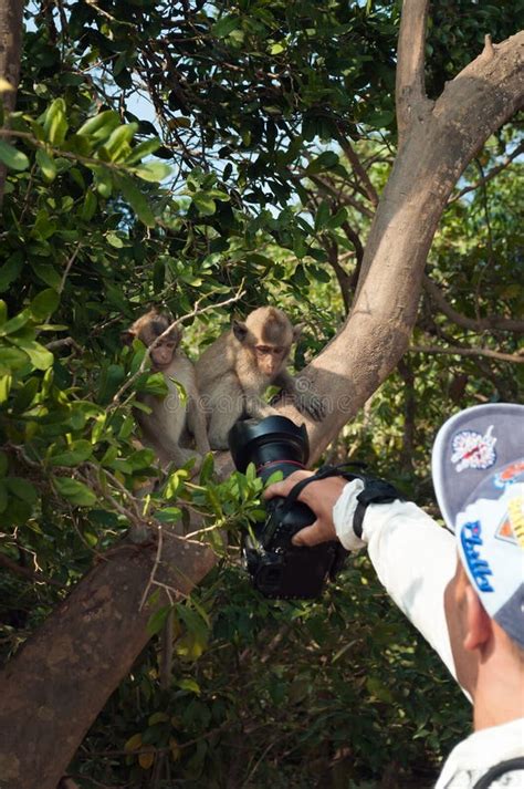 Monkeys Look For Handouts Near Angkor Wat Cambodia Stock Photo Image