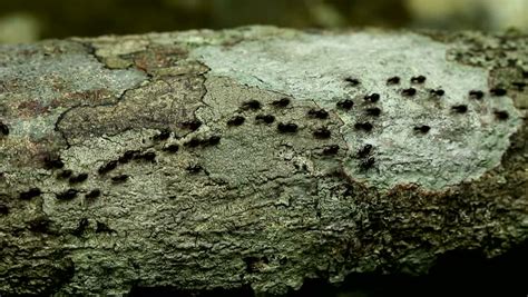 Black Termites Stock Footage Video 6789313 Shutterstock