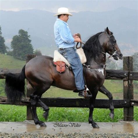Caballo De Paso Colombiano Trochador Pretty Horses Horses Horseriding