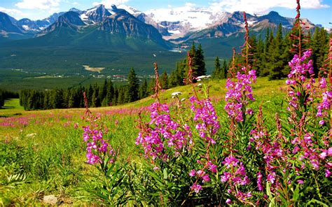Mountain Landscape Splendid Purple Mountain Flowers