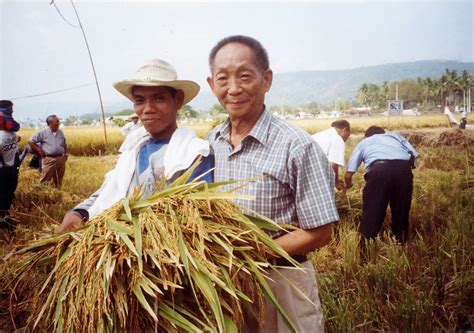 Father Of Hybrid Rice Yuan Longpings Legacy An Agricultural