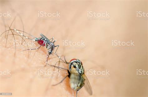 Mosquito Bite Stock Photo Download Image Now Aedes Mosquito Animal