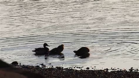 Nikon Coolpix P900 Zoom Ducks Bathing At Sunset Youtube
