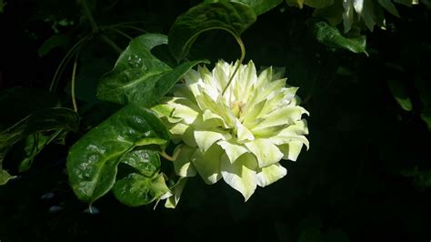 Maybe you would like to learn more about one of these? Clematis Sen-no-Kaze. The blooms change from green to ...