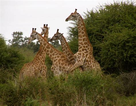 Giraffe Mating Photo