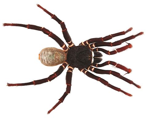 Trapdoor Spiders Named After Neil Gaiman Peter Gabriel And Brandi
