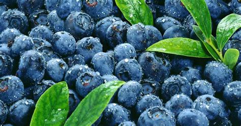 How To Grow Feed And Harvest Blueberries