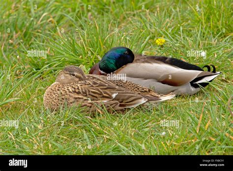 Couple Of Sleeping Ducks Stock Photo Alamy