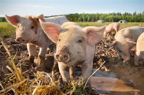 Real Farm Pigs